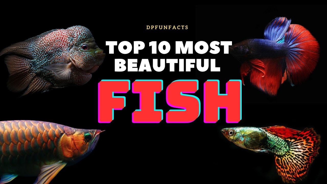 Top 10 Most Beautiful Freshwater Fish Species | DPFunFacts #DPFunFacts