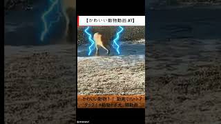 【かわいい動物動画 #7】かわいい動物！！ 動画でハートアタック！#動物#子犬、猫動画 #シニア向け #歴史 #60歳代 #シニア向け #歴史 #60歳代 #ヒューマンドラマ #名言 #若い頃