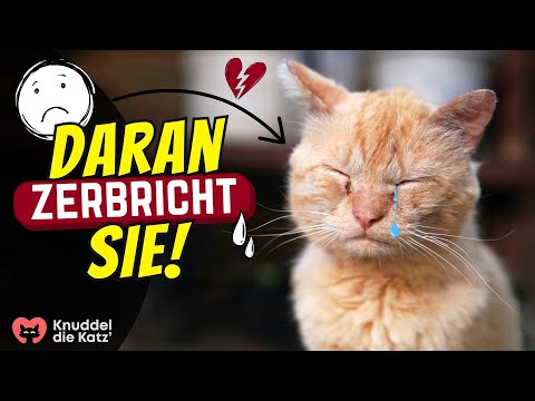 6 Fehler, die deine Katze seelisch zerbrechen lassen