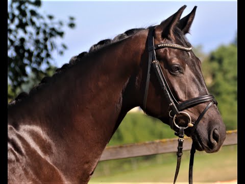 Forin von Worrenberg, OL, geb. 5.2018, 171 cm, For Final x Jazz, ein Aspirant fürs grosse Viereck!