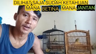 Download lagu CARA MUDAH DAN AKURAT MEMBEDAKAN BURUNG CIPOH/SIRPU JANTAN DAN BETINA mp3 Download lagu CARA MUDAH DAN AKURAT MEMBEDAKAN BURUNG CIPOH/SIRPU JANTAN DAN BETINA mp3