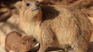 Interesting facts about hyrax by weird square