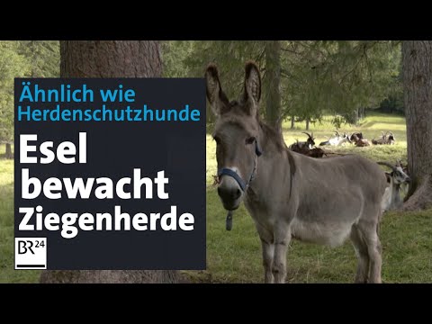 Hüttenesel Frederiko: Von wegen dummer Esel | Abendschau | BR24