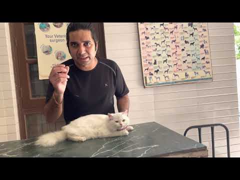 How to determine gender of cat || my cat is male or female??? || sexing of cat |male vs female cat