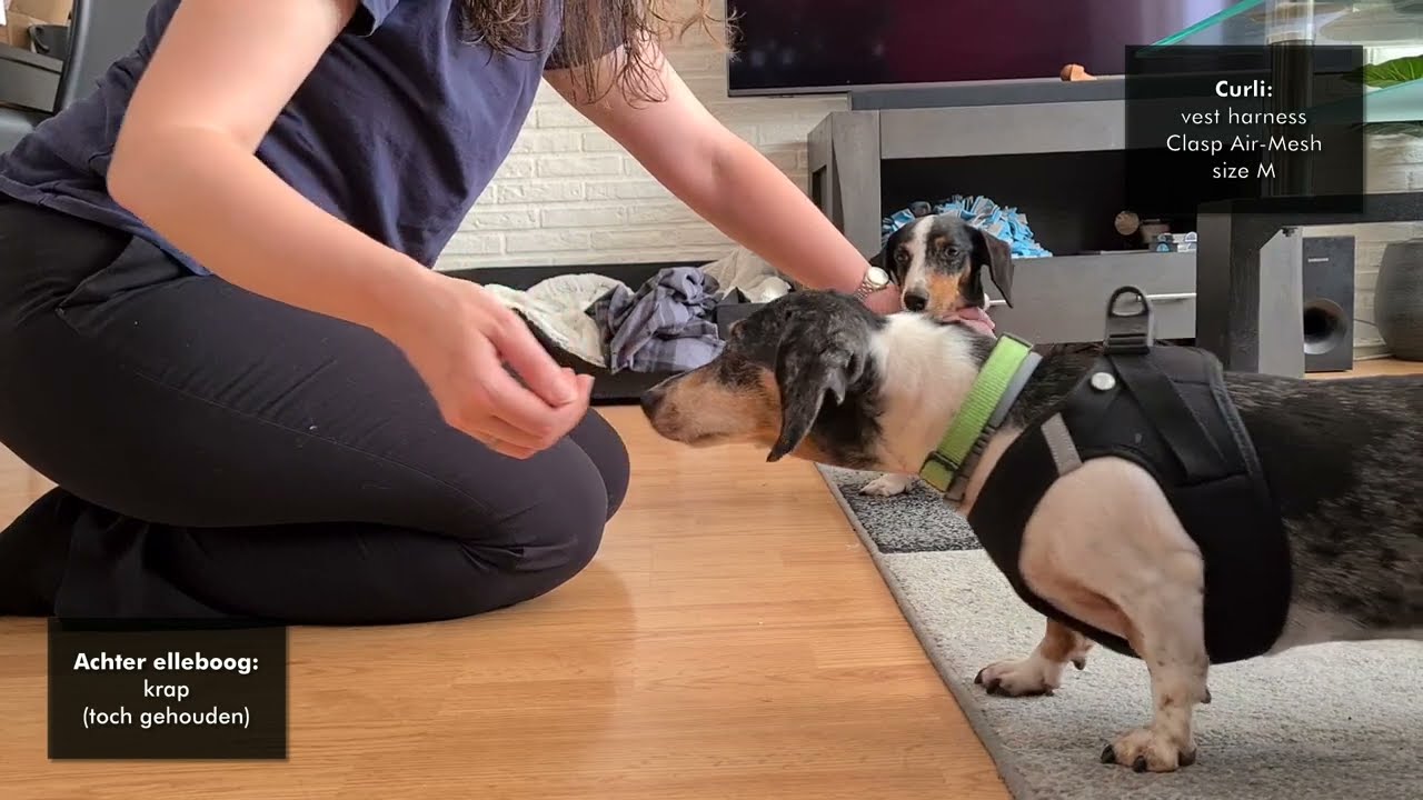 Curli Air mesh VS Curli Clasp air mesh VS Flamingo Bento - dachshund / teckel