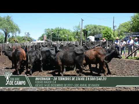 Resumen del remate de Ferias Rauch -  Jueves 14 de Diciembre de 2017- Rauch