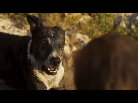 Argos reunites with his master Ulysses after 20 years since he left him as a puppy for Troy