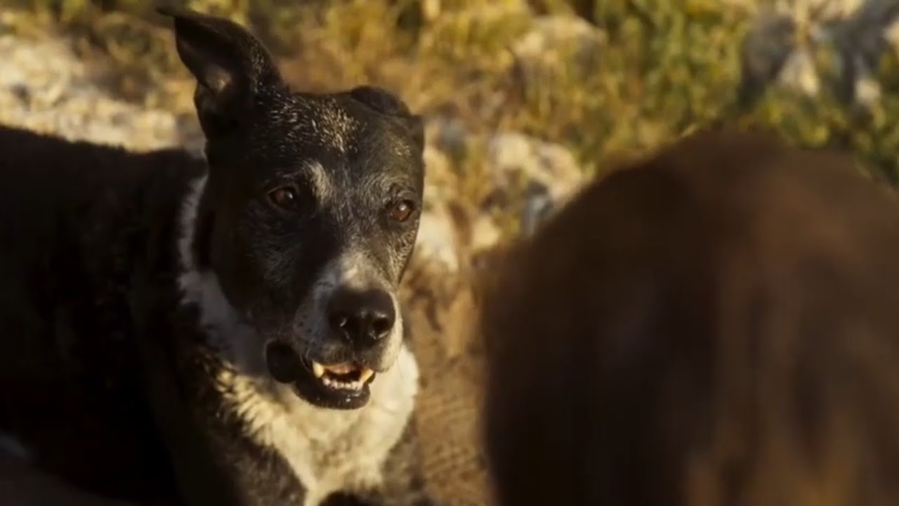 Argos reunites with his master Ulysses after 20 years since he left him as a puppy for Troy