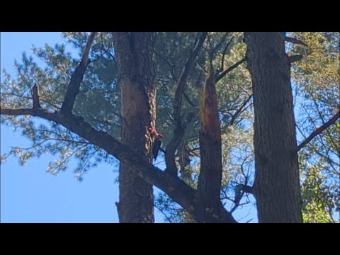 Pileated Woodpecker Nest Feeding Babies #scenicpennsylvania #ytlittlebuffmeetup24  episode 270