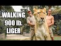 Walking 900 Pound Liger with Jay Prehistoric Pets | Myrtle Beach Safari