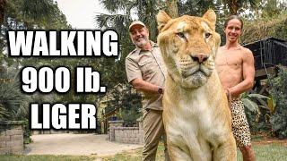Download lagu Walking 900 Pound Liger with Jay Prehistoric Pets | Myrtle Beach Safari mp3 Download lagu Walking 900 Pound Liger with Jay Prehistoric Pets | Myrtle Beach Safari mp3
