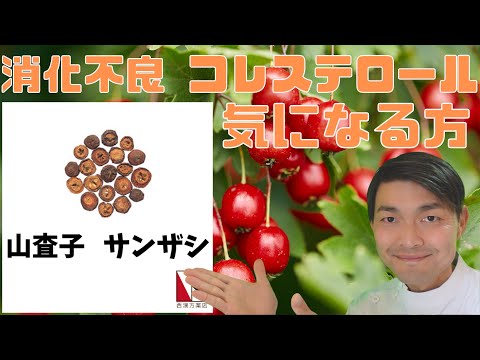 園芸 ホワイトソーン、1スタイルサンザシ、一性サンザシ