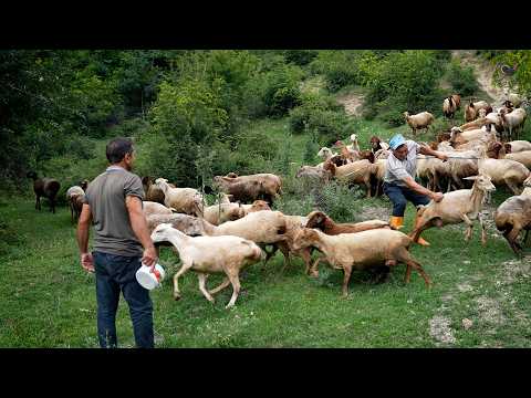 One Day Of An AZERBAİJAN Shepherd In The Mountain Village! DOCUMENTARY
