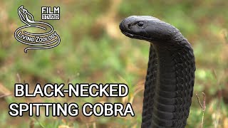 Download lagu Deadly venomous Black necked spiting cobra wild sn... mp3