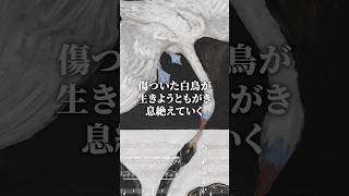 Download lagu 【サン＝サーンス『白鳥』】なぜこの曲だけ？死ぬまでお蔵入りした組曲の中で、唯一生前に出版された奇跡の旋律 mp3