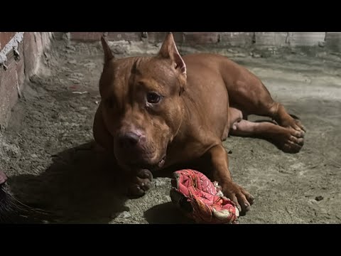 NUWAN PITBULL Girl #lekthebestkennel