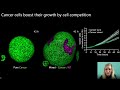 Modelling Of Cellular Interactions In Mixed Murine Organoids