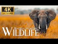 Ultimate Exploration Wildlife 4K 🦧 Discovery Animals Breathtaking Planet Movie with Calm Relax Music