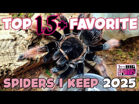 Top 15 Favorite Spiders I Keep 2025