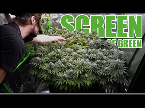 Erster Screen of Green Versuch | SCROG Grow