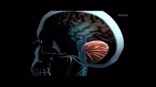 Cannabis, Quels Effets Sur Notre Cerveau