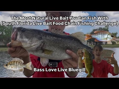 The Most Natural Live Bait You Can Fish With (South Florida Live Bait Food Chain Fishing Challenge)