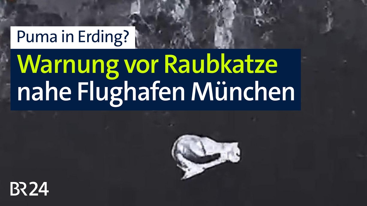 Puma gesichtet? Warnung vor Raubkatze nahe Flughafen München | Abendschau | BR24