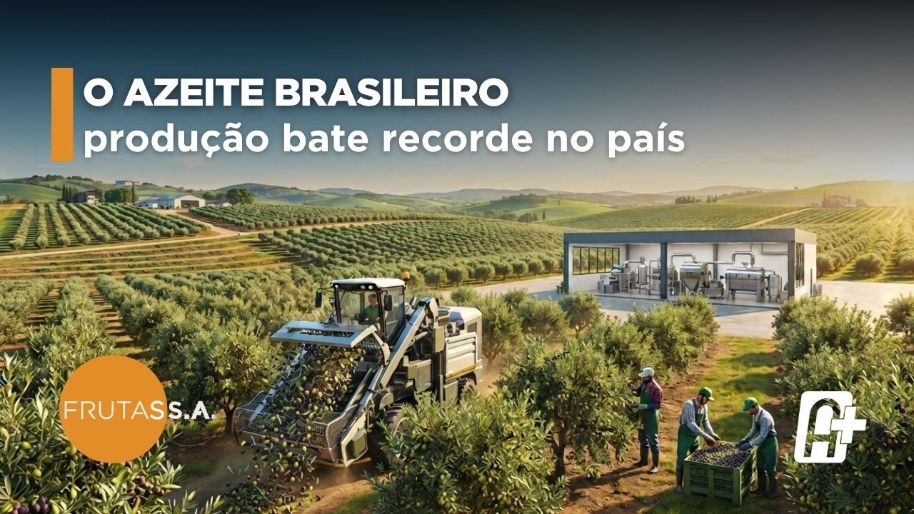Azeite Brasileiro: Produção recorde com Flávio Obino Filho (Ibraoliva) | Frutas S/A