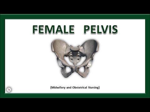 Avishkar Life-Size Adult Female Pelvis Premium IMP Model (AVIS) XC-123