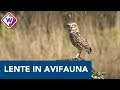 De vogels van Avifauna zijn klaar voor de lente