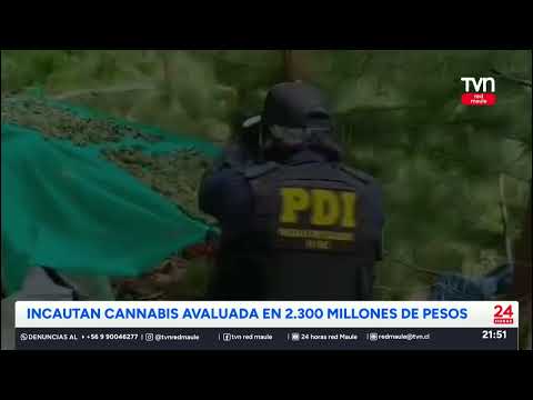 Incautan cannabis en pre cordillera de Molina | 24 Horas TVN - Red Maule
