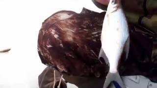 Рыбалка на свияге татарстан зимой