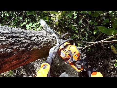 Felling Aspen trees.  Husqvarna 550XP Mark II 20"  bar. 1/3