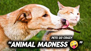 Funniest Animals Ever  | Cats, Dogs 2025 Try To Make You Laugh 