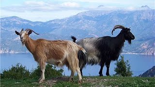 preview picture of video 'Une journée ordinaire en Corse du Sud entre Sollacaro et Olmeto en Corse'