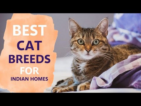 BEST CAT BREEDS INDIA | Maine Coon | Siamese Cat | Persian Cat | Himalayan Cat | The Tails Tale