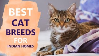 BEST CAT BREEDS INDIA | Maine Coon | Siamese Cat | Persian Cat | Himalayan Cat | The Tails Tale
