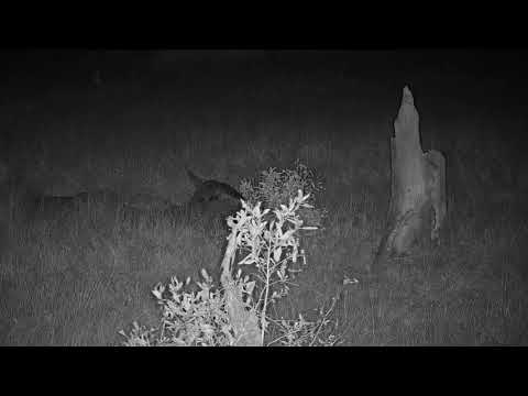 Djuma: Genet hunting for dinner - 18:34 - 05/10/19