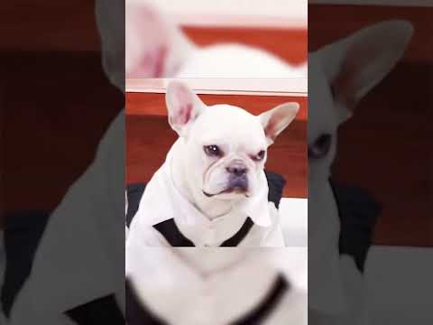 Super Funny Dog Videos ✓✓