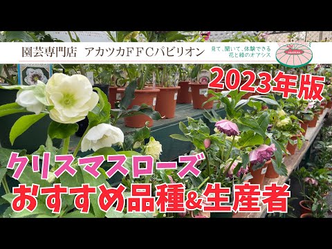 クリスマスローズのヘレボルスハゲに対する治療効果