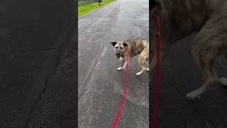 Video preview image #1 Anatolian Shepherd-Unknown Mix Puppy For Sale in Rootstown, OH, USA