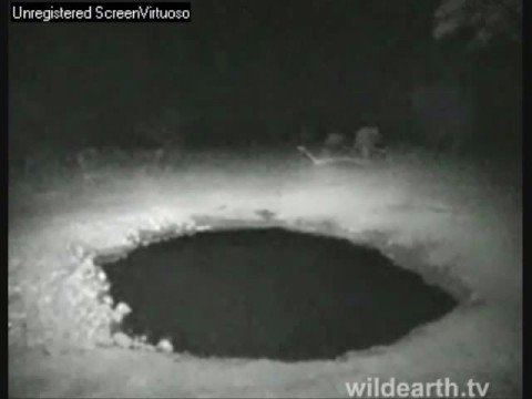 Hyena : Solo Or Duet