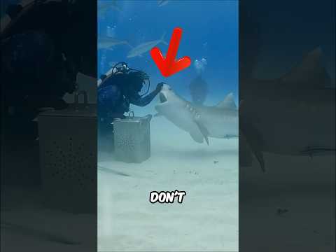 If They Don’t Flip Sharks… They’re Done For!