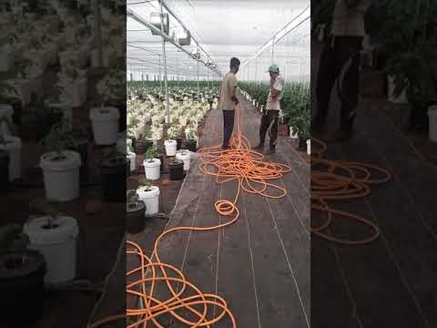 Naturally ventilated polyhouse greenhouse