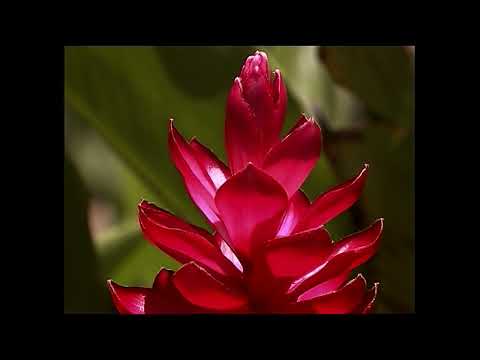 planet schule: Ganz schön windig · total phänomenal 21.04.2023