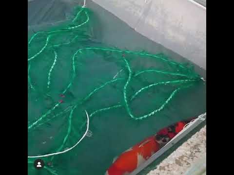 Jumbo Gosihki 😮Spawning with monster Kohaku 🤫 Baby Koi Fish breeding day by day! Part 1 Koifry2021