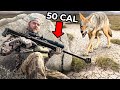 We Hunted Coyotes With A 50 Cal Sniper Rifle Hunting Challenge