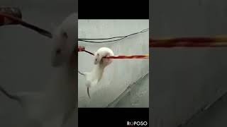 Download lagu Angling darma mp3