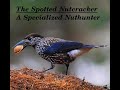 The Spotted Nutcracker (Nucifraga caryocatactes) - A Winged Nutcracker