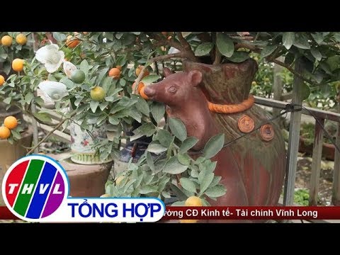 “Chuột vàng cõng quất bonsai” giá bạc triệu tại Hà Nội
